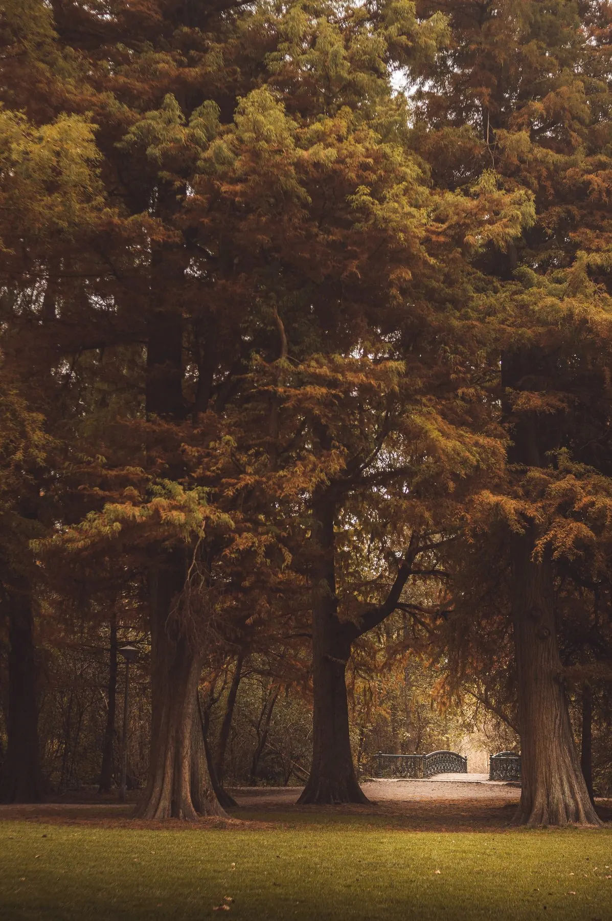 Hoge bomen in een Amsterdams park