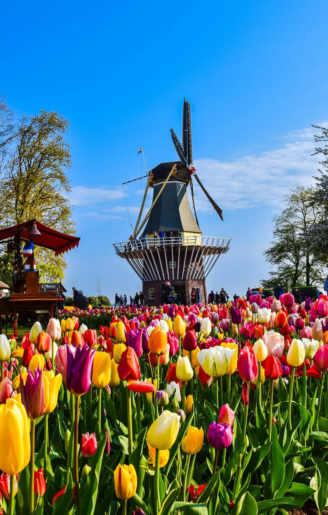 Tulpenveld met molen